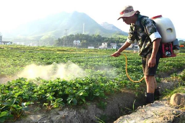 早春大棚草莓管理技术要点，破膜后要及时摘除老叶