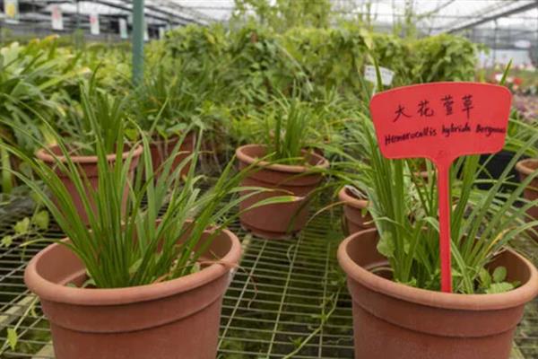 大花萱草的种植方法，分株种植是常用的繁殖方法