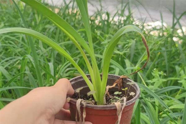 大花萱草的种植方法，分株种植是常用的繁殖方法