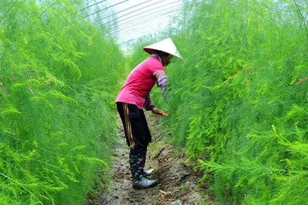 芦笋要修剪吗，芦笋需要修剪