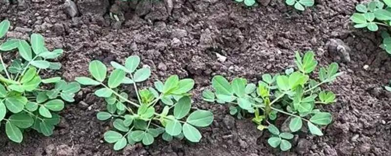 花生打了除草剂几小时下雨管用，6小时后下雨不会影响药效