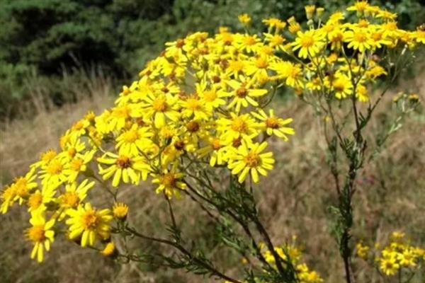 千里光和野菊花有什么区别，前者是攀援草本植物、后者是多年生草本植物