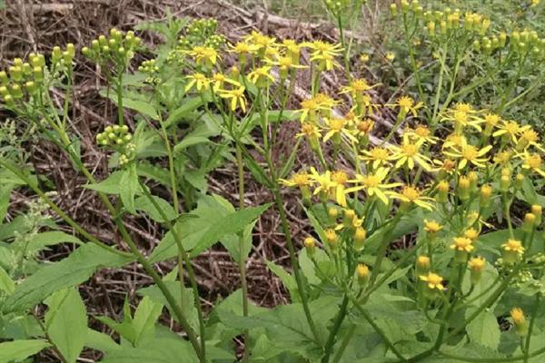 千里光和野菊花有什么区别，前者是攀援草本植物、后者是多年生草本植物