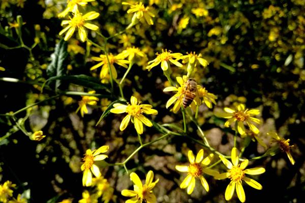 千里光和野菊花有什么区别，前者是攀援草本植物、后者是多年生草本植物