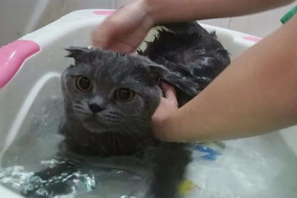 宠物猫患上猫藓的原因，与病猫产生接触、自身抵抗力差、环境潮湿均会引起