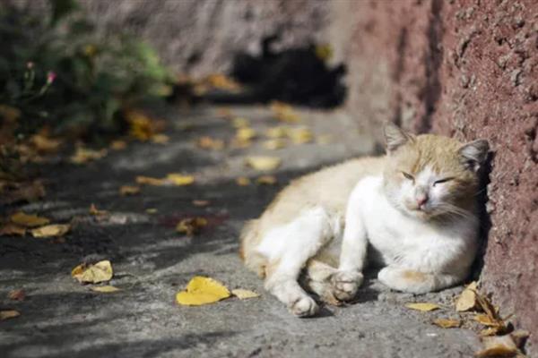 宠物猫患上猫藓的原因，与病猫产生接触、自身抵抗力差、环境潮湿均会引起