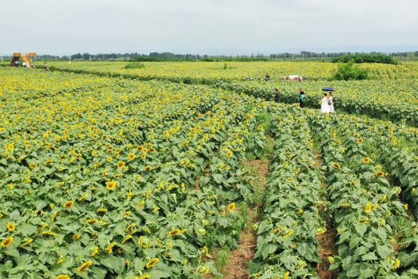 6月份种油葵晚吗，6-8月份均可种植