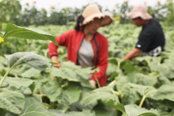 6月份种油葵晚吗，6-8月份均可种植