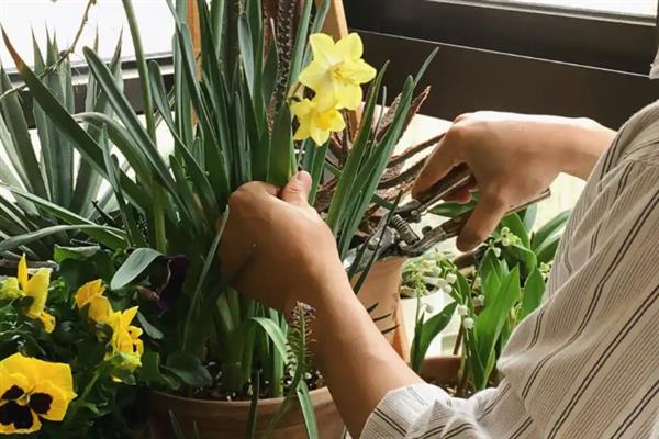 水仙花开过后如何处理，需及时修剪