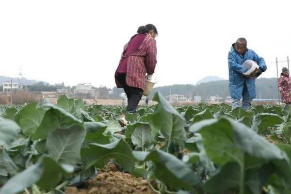 西兰花为什么空茎，一般是种子质量差、温湿度不适宜等因素造成