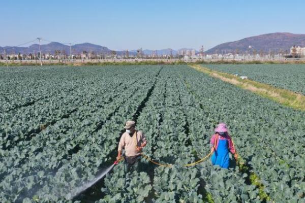 西兰花为什么空茎，一般是种子质量差、温湿度不适宜等因素造成