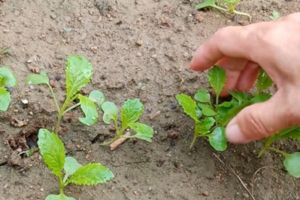 白菜出苗后如何防治害虫，傍晚撒施毒饵可以灭杀害虫