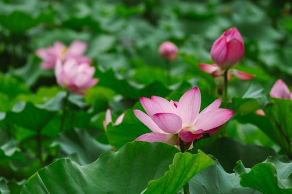 水芙蓉的简介，一般是指莲花