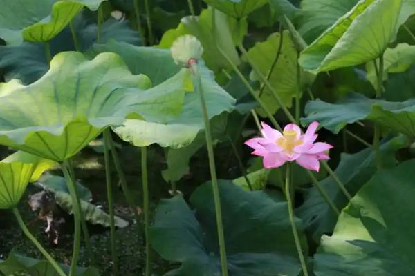 水芙蓉的简介，一般是指莲花