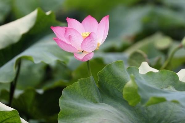 水芙蓉的简介，一般是指莲花