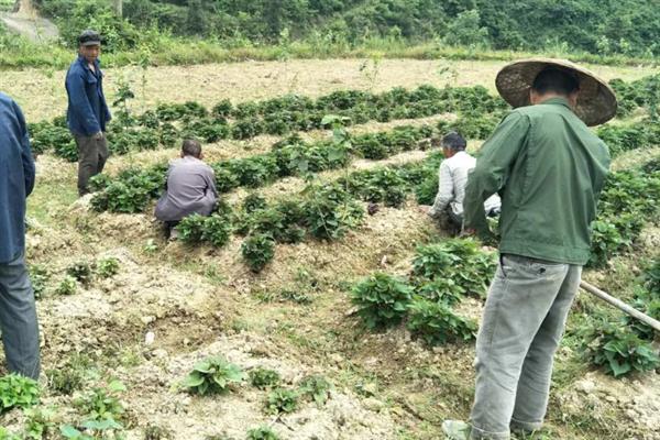 凉薯的田间管理方法，幼苗期要做好水肥的管理工作