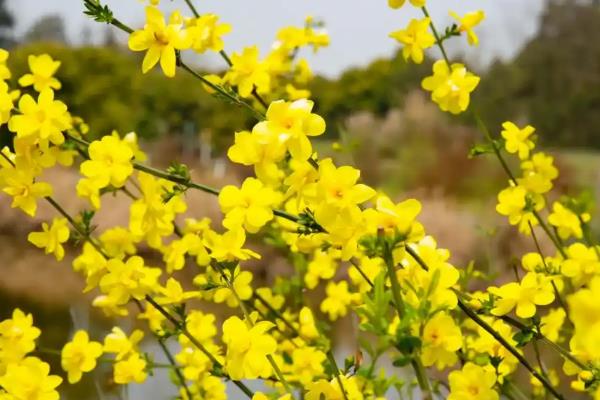 代表立春的花卉，迎春花具有代表性