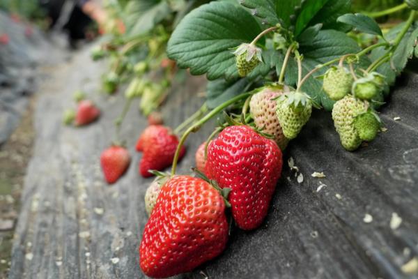 草莓哪个季节成熟，一般为夏季6-7月份