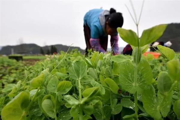 怎么种豌豆苗，9月份到次年的2月份都可种植