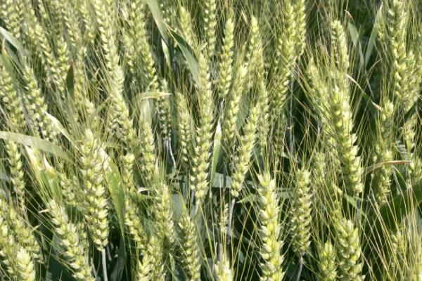 华伟306小麦种子介绍，属偏春性品种