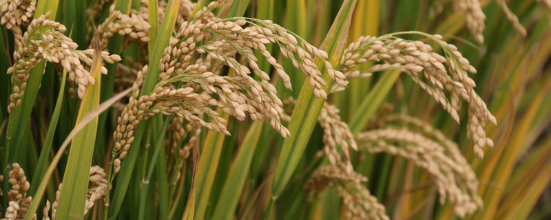 B两优028水稻种子特点，秧田亩播种量5千克