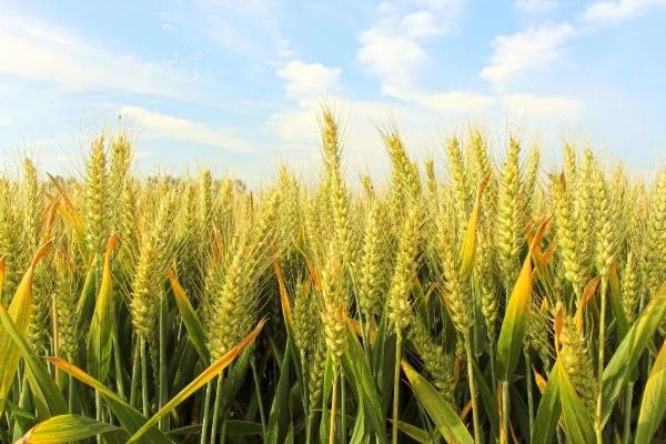华伟306小麦种子介绍，属偏春性品种