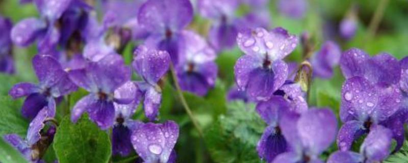 紫罗兰花的种类，按花型可以分为重瓣和单瓣