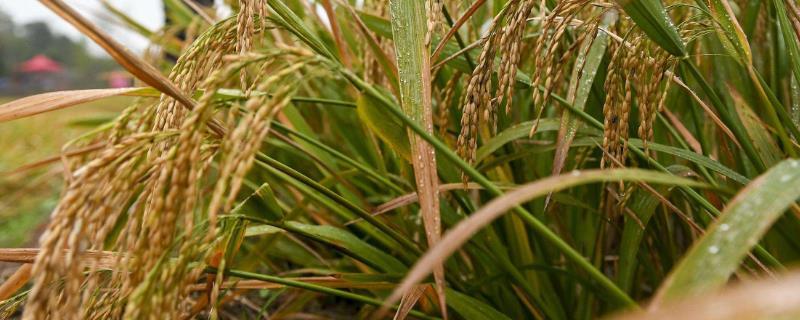 利两优银丝水稻品种的特性，每亩有效穗数16.9万穗