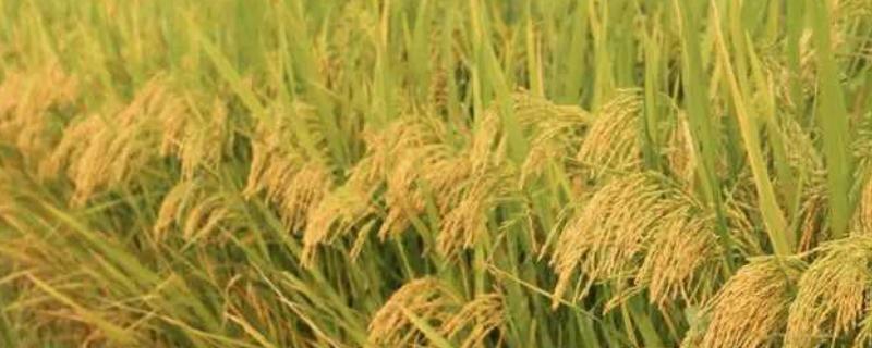 广优华占水稻种子特点，籼型三系杂交水稻品种