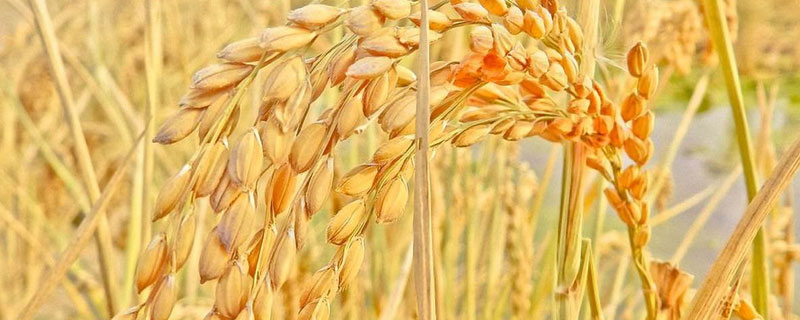 国泰香优龙晶水稻种子简介，每亩有效穗数15.6万穗