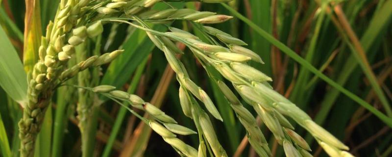 华浙优261水稻品种简介，每亩栽3－5万穴