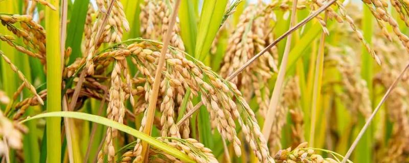 旌优999水稻种子特征特性，每亩有效穗数16.8万穗