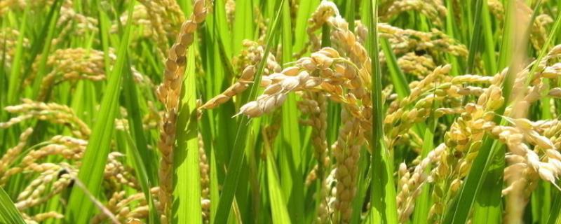 荃优金10水稻种子特点，每亩有效穗数16.1万穗