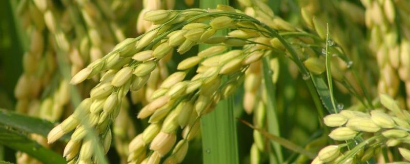 津原58水稻种子简介，每亩有效穗数23.3万穗
