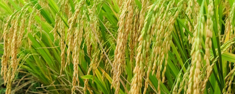 津原97水稻种子介绍，每亩有效穗数16.4万穗