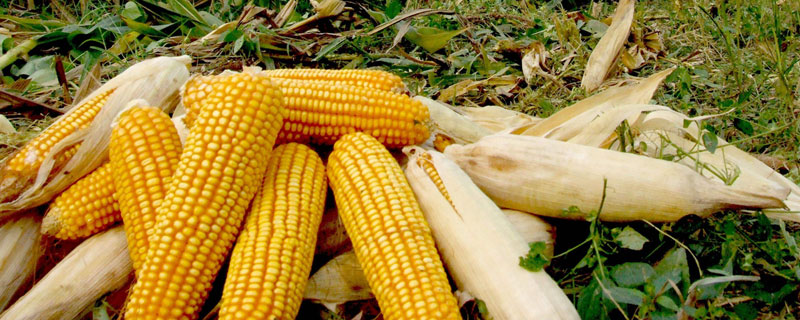 农研青贮6号玉米品种的特性，夏播青贮玉米品种