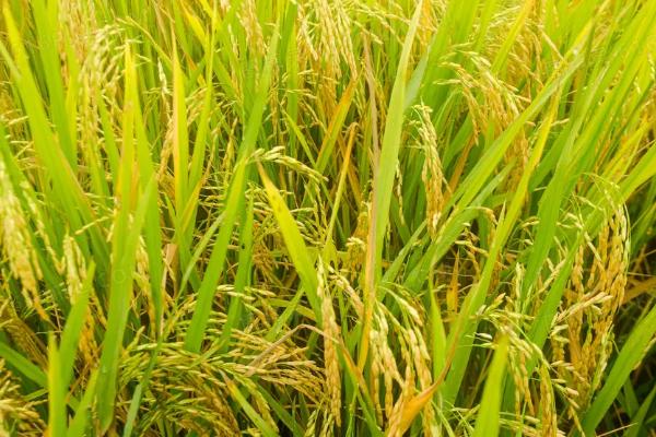 赣73优明占水稻品种的特性，全生育期152.9天