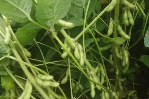 北农109大豆品种的特性，该品种在北京地区夏播黑大豆
