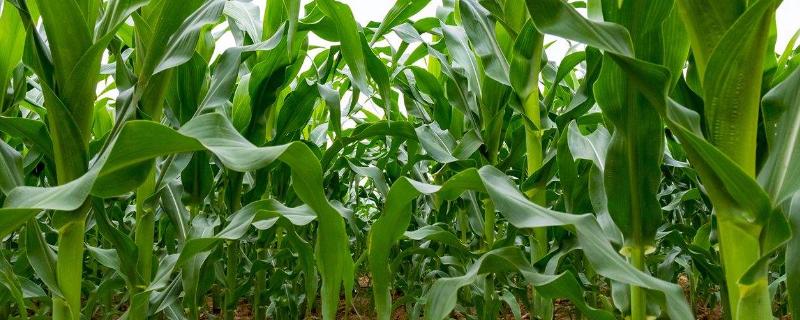 邢玉18玉米种子介绍，播种时施足底肥