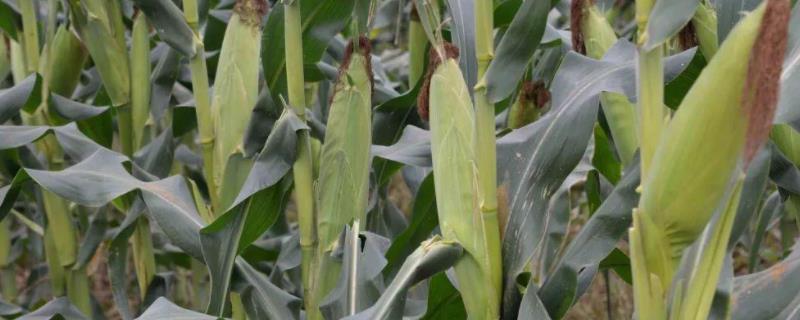 沃玉835玉米种子简介，适宜密度为5000株/亩左右