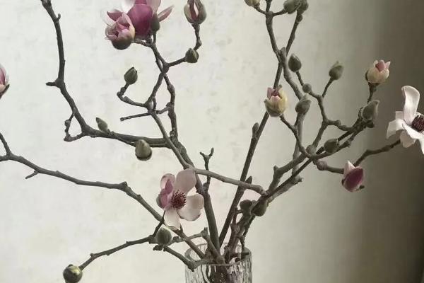 玉兰花什么季节开放，春季的2月至3月开放