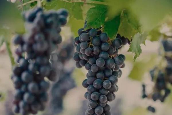 早熟的葡萄品种，常见的有夏日阳光、夏黑等