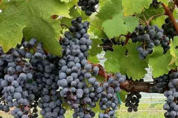 早熟的葡萄品种，常见的有夏日阳光、夏黑等