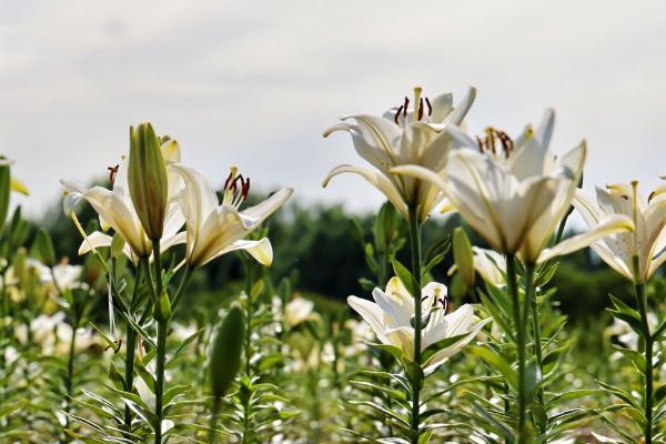 百合球茎溃疡病的危害，会影响植株的生长发育