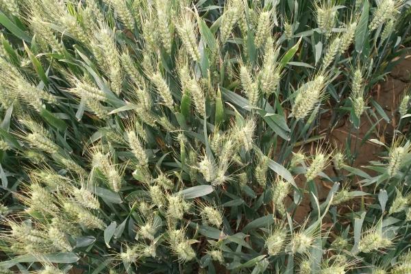 婴泊700小麦种子特征特性，足墒播种