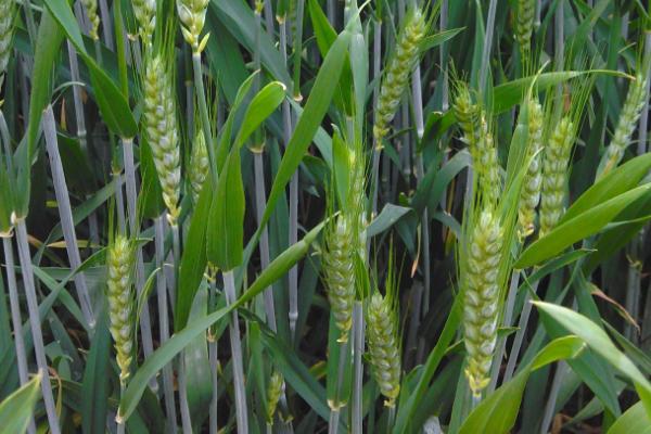 科腾麦8号小麦种简介，生育期250天左右