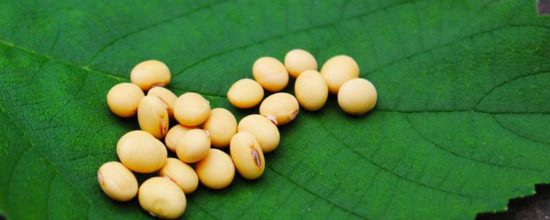 冀豆24大豆种子介绍，一般在6月中旬播种