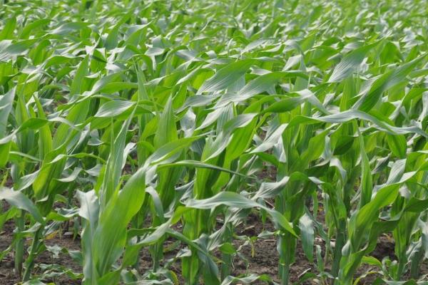 晋糯17玉米种子特点，适宜播期4月下旬至6月中旬