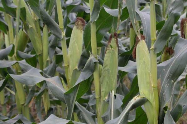 大槐99玉米种子特征特性，注意防治玉米螟