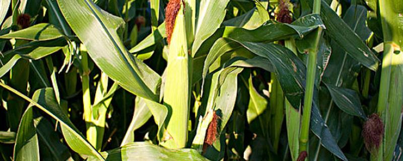 丰鼎475玉米品种的特性，注意防治玉米螟